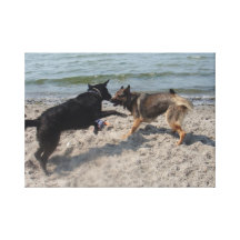 German Shepherds at the Beach Gallery Wrapped Canvas