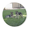 German Shepherds magnets by miralee German Shepherds magnets