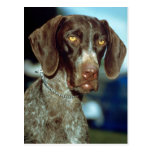 German Short-haired Pointer Post Cards