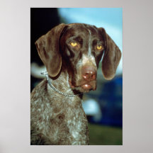 German Short-haired Pointer Posters