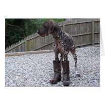 German Shorthaired Pointer in Boots Greeting Cards