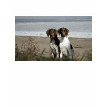 German Shorthaired Pointer Ladies T-Shirt