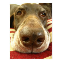 german shorthaired pointer nose postcards