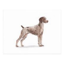 German Shorthaired Pointer Post Card