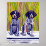 German Shorthaired Pointer Puppies Dog Portrait Posters