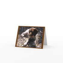 German Shorthaired Pointer Puppy Chillin' cards