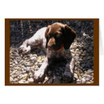 German Shorthaired Pointer Puppy Chillin' Card