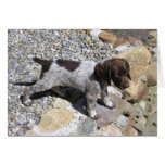 German Shorthaired Pointer Puppy Greeting Card