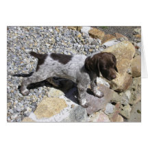 German Shorthaired Pointer Puppy Greeting Card