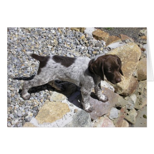 German Shorthaired Pointer Puppy Greeting Card