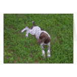 German Shorthaired Pointer Puppy in the Grass Greeting Cards