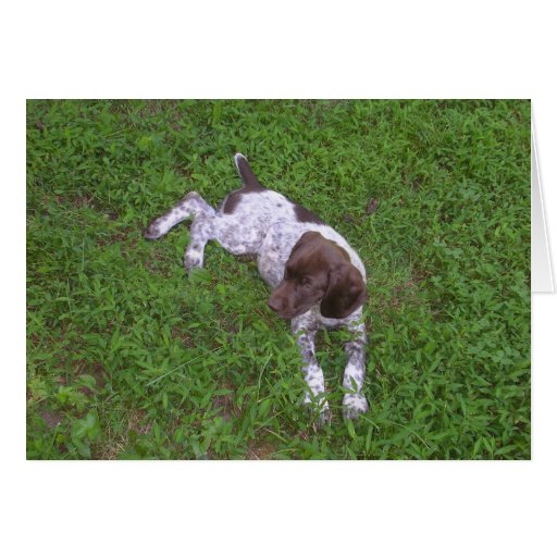 German Shorthaired Pointer Puppy in the Grass Greeting Cards