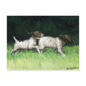 "German Shorthaired Pointer Pups" Postcard