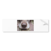 German shorthaired pointers nose bumper stickers
