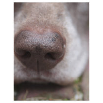 German shorthaired pointers nose flyers