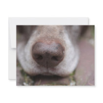 German shorthaired pointers nose invitations