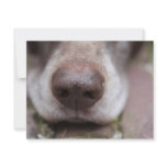 German shorthaired pointers nose custom invitation