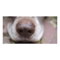 German shorthaired pointers nose photo cards