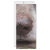 German shorthaired pointers nose rack cards by studioportosabbia German shorthaired pointers nose rack cards