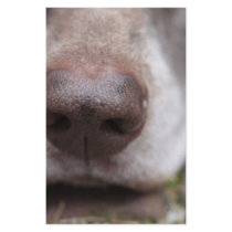 German shorthaired pointers nose stationery