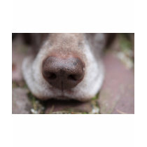 German shorthaired pointers nose t-shirts by studioportosabbia German shorthaired pointers nose t-shirts