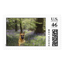 German Shpherd Forest Postage