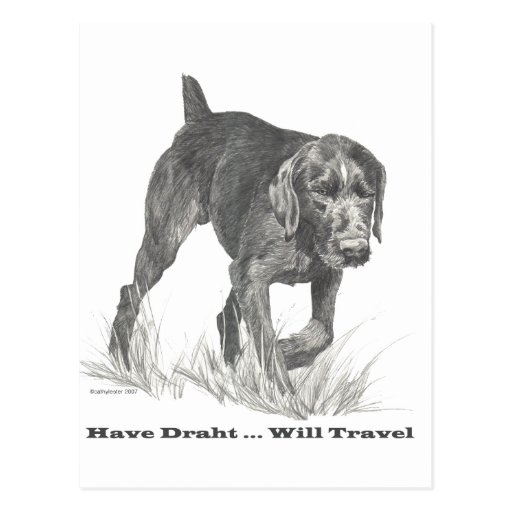 German Wire Haired Pointer slogan. Post Cards