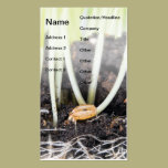 Germinación del trigo tarjetas de negocio