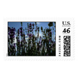 Gerwood's Lavender Garden 2006