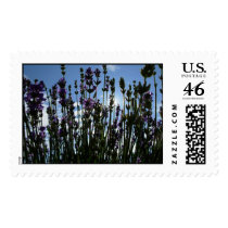 Gerwood's Lavender Garden 2006 postage by dianegerwood Gerwood's Lavender Garden 2006 postage