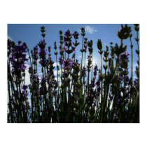 Gerwood's Lavender Garden 2006 posters by dianegerwood Gerwood's Lavender Garden 2006 posters
