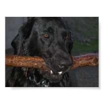 Get my stick posters by arealp Get my stick posters