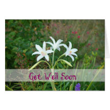 Get Well-Crinum Lily Card