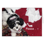 Get Well Puppy  . Greeting Card