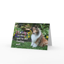 Get Well Sheltie cards