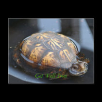 Get well soon turtle Postcard postcards