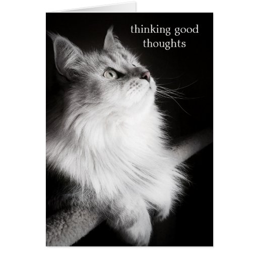 Get Well Wishes for Cat Lovers Card Zazzle