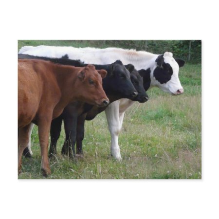 Get Your Cows In a Row postcard