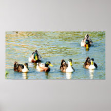 Getting My Ducks In A Row Poster