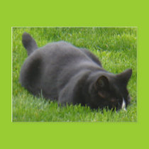 Getting ready to pounce postcard postcards