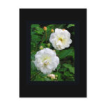 climbing, rose, climber, 'ghislaine,