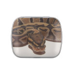 Ghost Ball Python Jelly Belly Tin