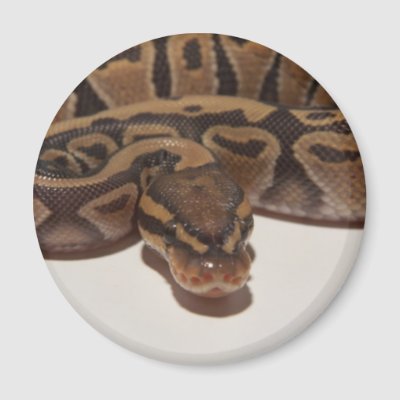 Ball Python Species