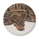 Ghost Ball Python Magnet