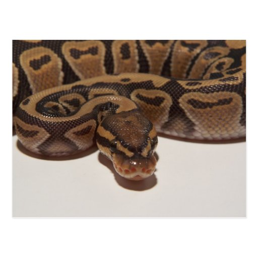 Ghost Ball Python Postcard