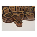 Ghost Ball Python Poster