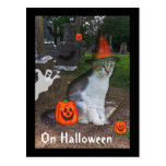 Ghost Cat Post Card