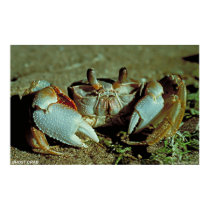 Ghost Crab posters