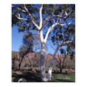 Ghost Gum in Alice posters