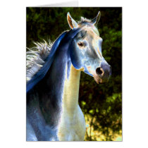Ghost Horse cards